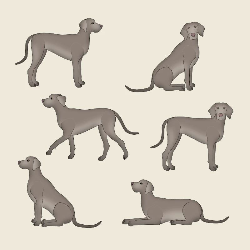 Weimaraner selection