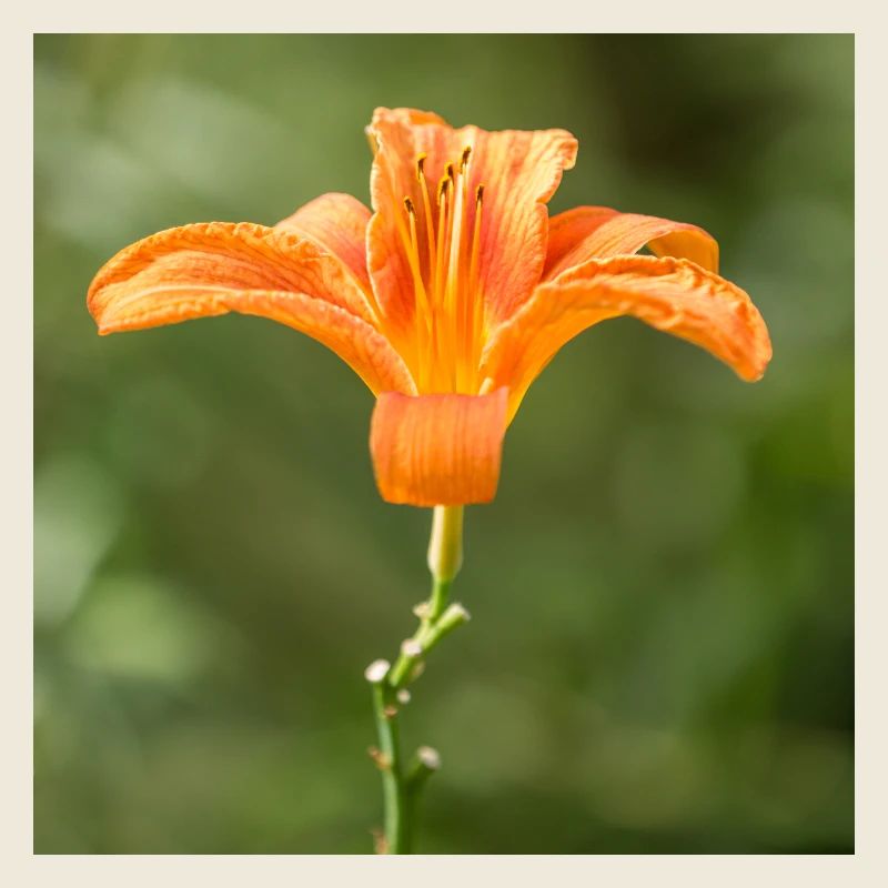 Lily flower (Lilium) orange