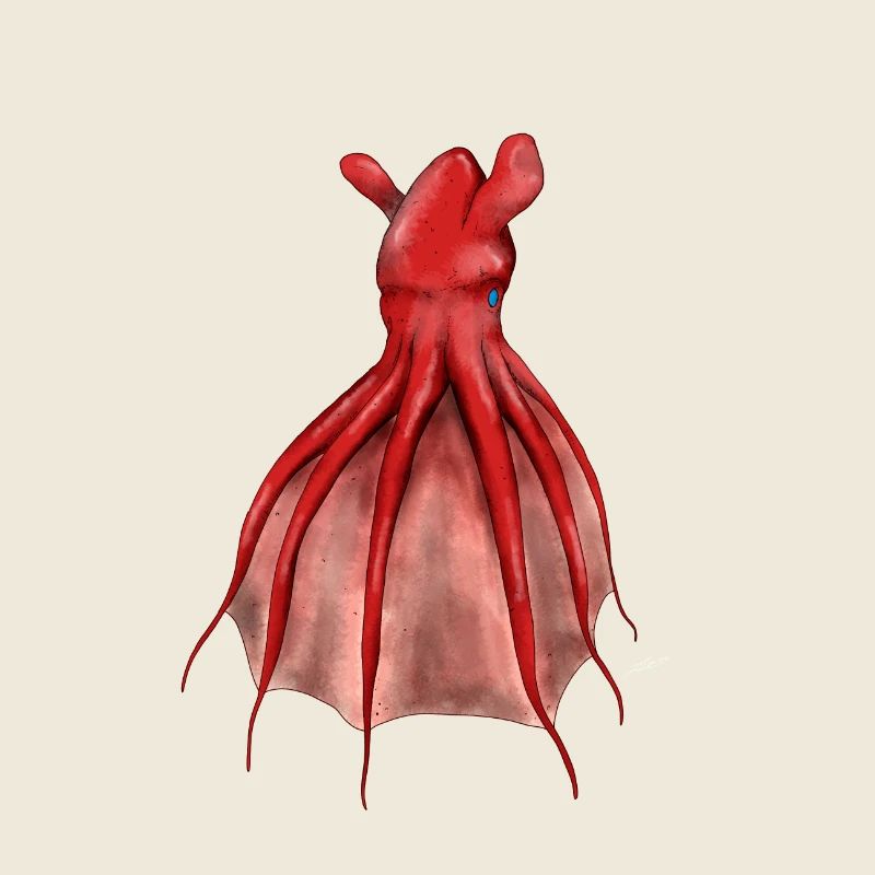 VAMPYROTEUTHIS INFERNALIS