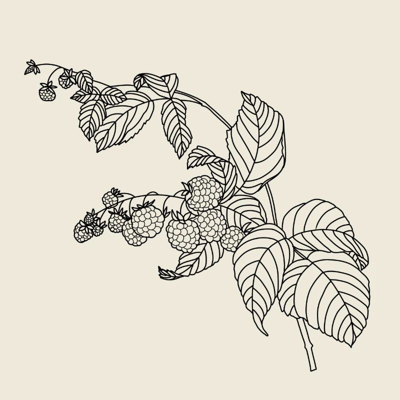 Framboise