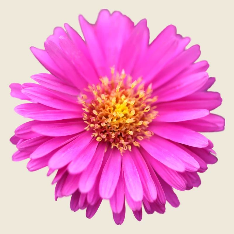 rosa Blume rosa Blüte Sommeraster