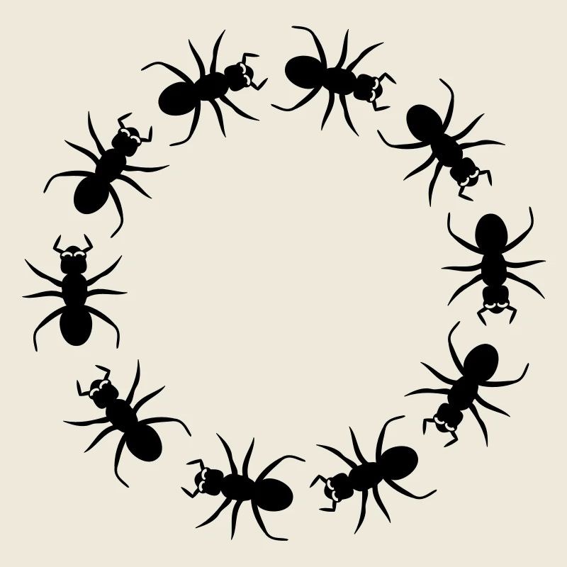 District d'insecte fourmi