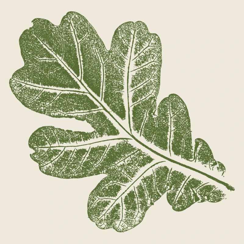 Feuille de chêne - Feuille/ Chêne Kaki