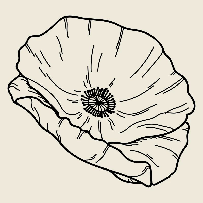 Mohn Blume Blüte