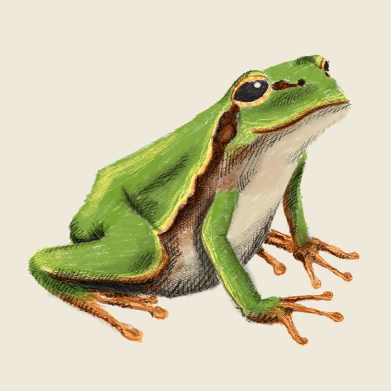 Petite grenouille arboricole
