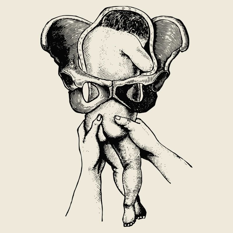 Geburt-baby-anatomie