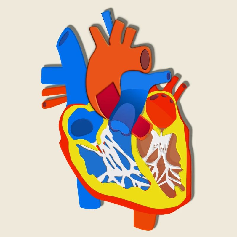Illustration d’anatomie du cœur coloré