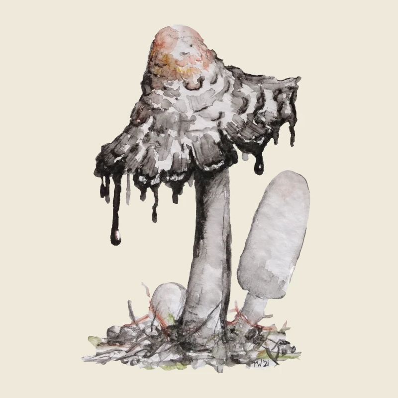 champignon de l’encre