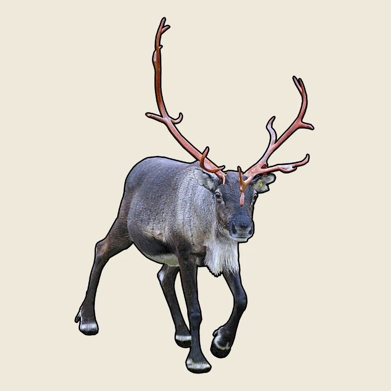Reindeer