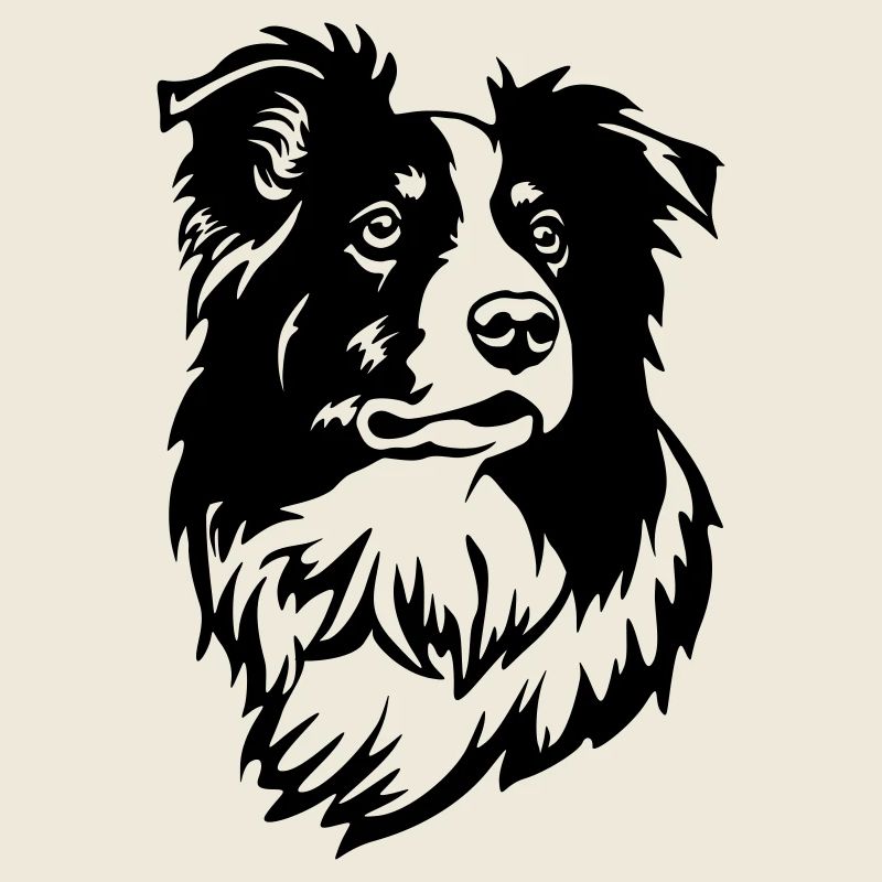 Tête de Border Collie