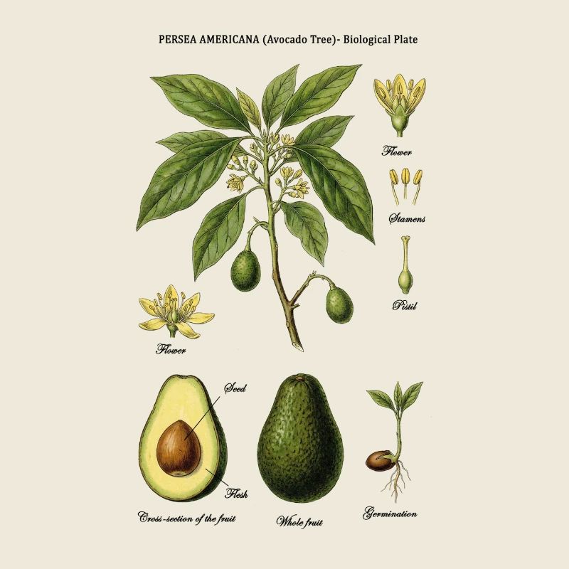 Botanical Avocado Chart Persea Americana