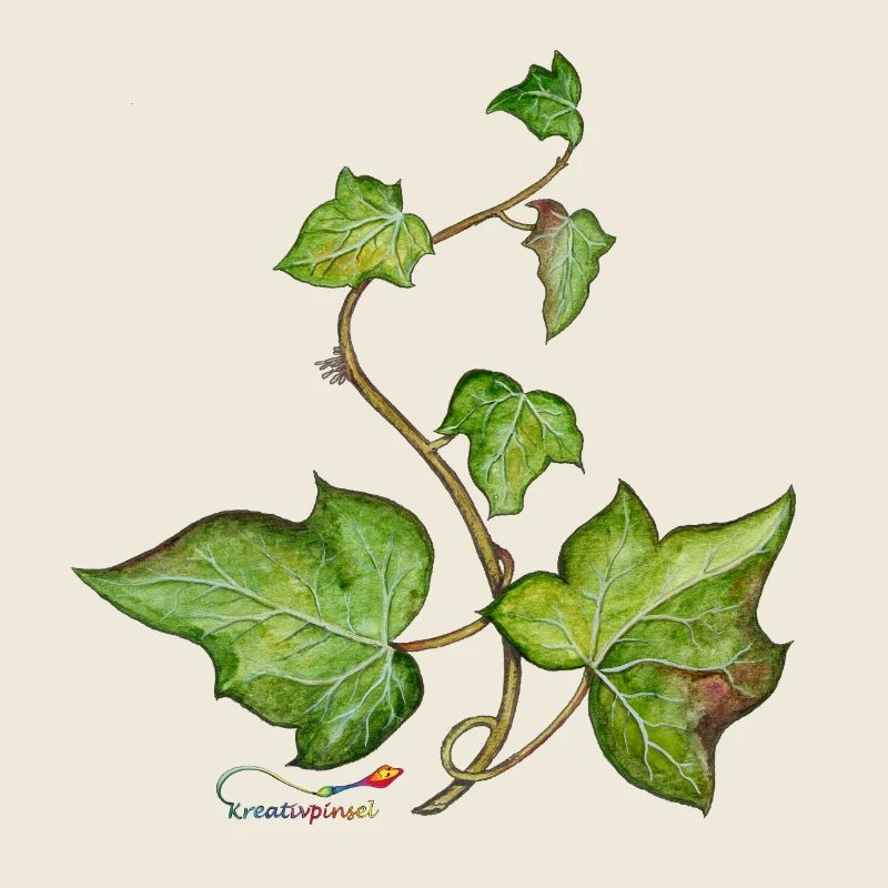 Efeu (Hedera helix)