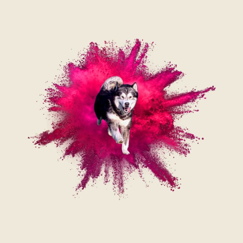 Malamute Uhlan