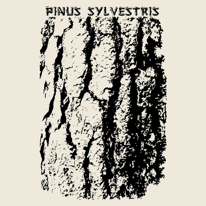 Forest Pine (Pinus Sylvestris) Bark / bark