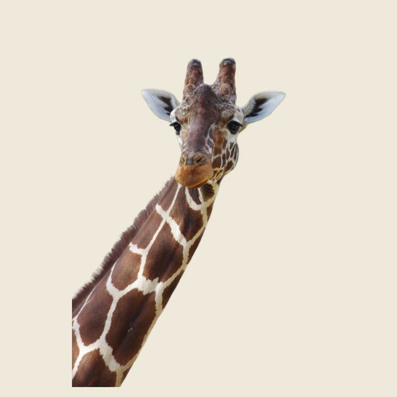 girafes