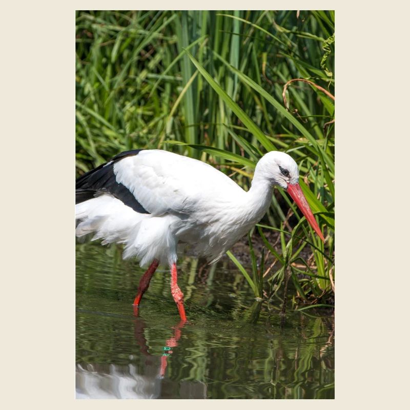 White stork (Weißstorch, Klapperstorch)