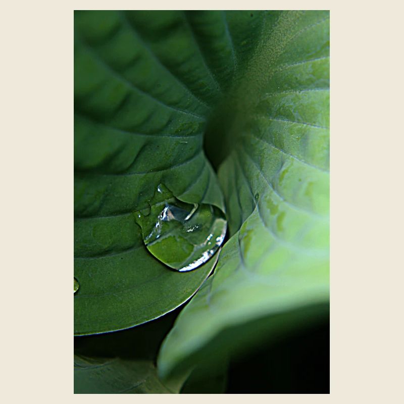 Rosée tropicale verte feuillue