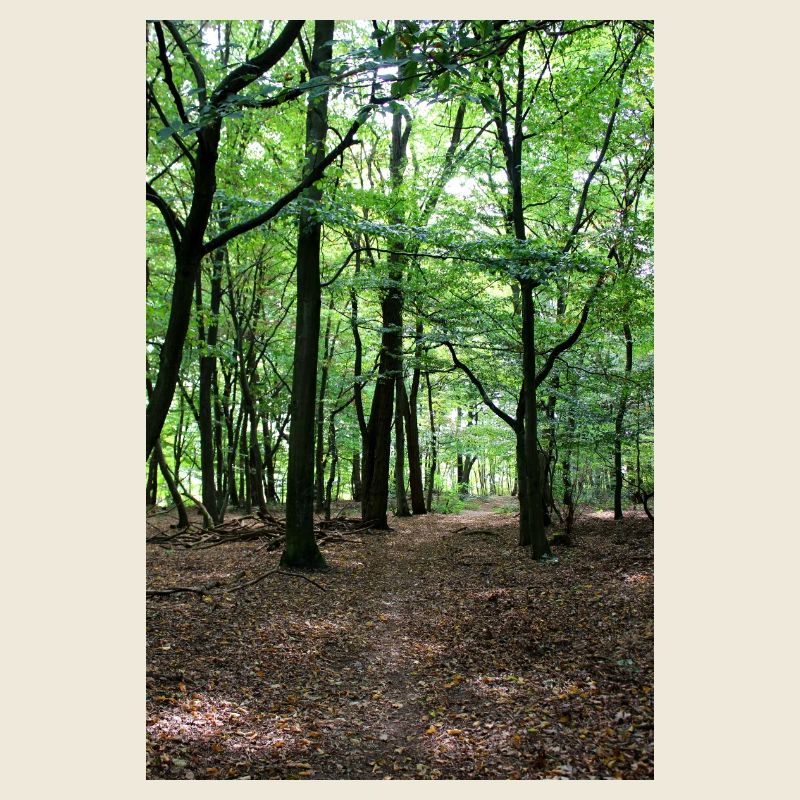 Forest Tree Trees Walk Nature Forester Poster