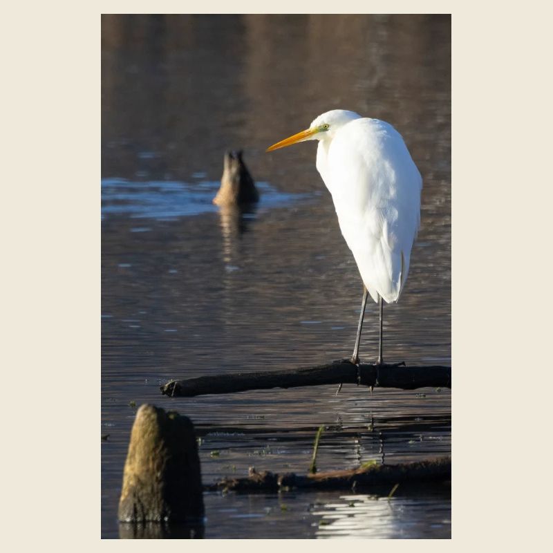 Grande aigrette