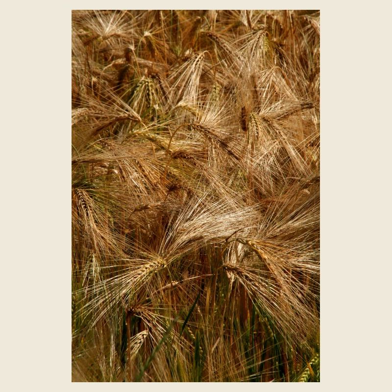 Golden wheat field nature pattern