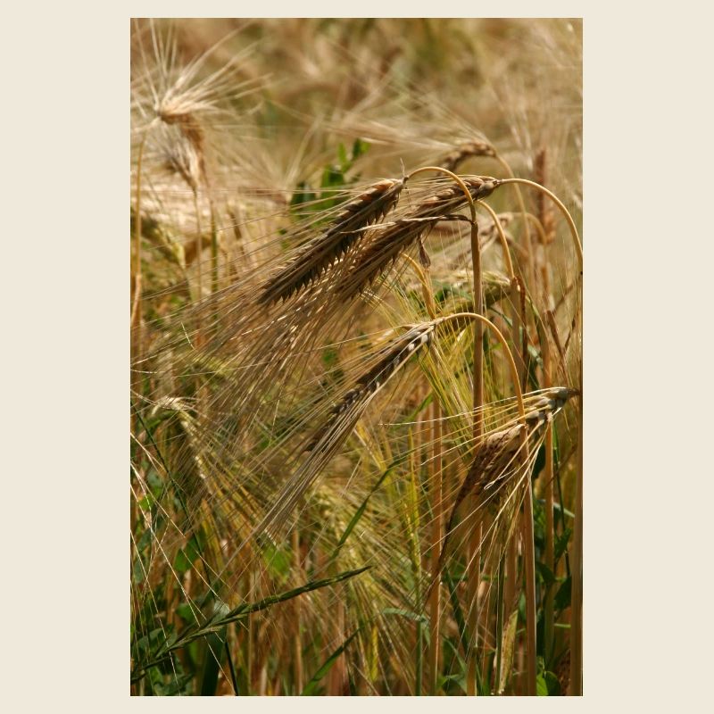 GOLDEN WHEAT