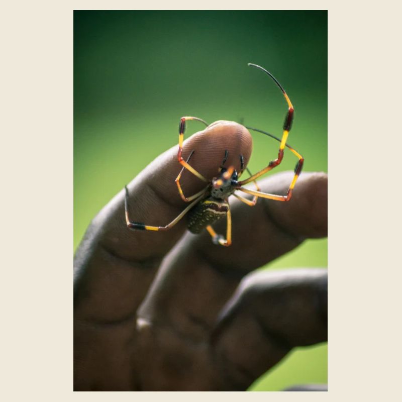 Spinne
