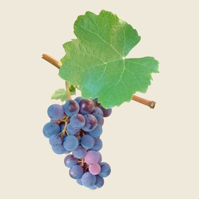 Grapes – fruity elegance