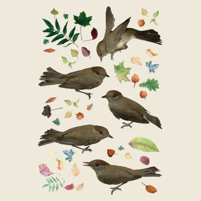 Mönchsgrasmücke mit Herbstlaub