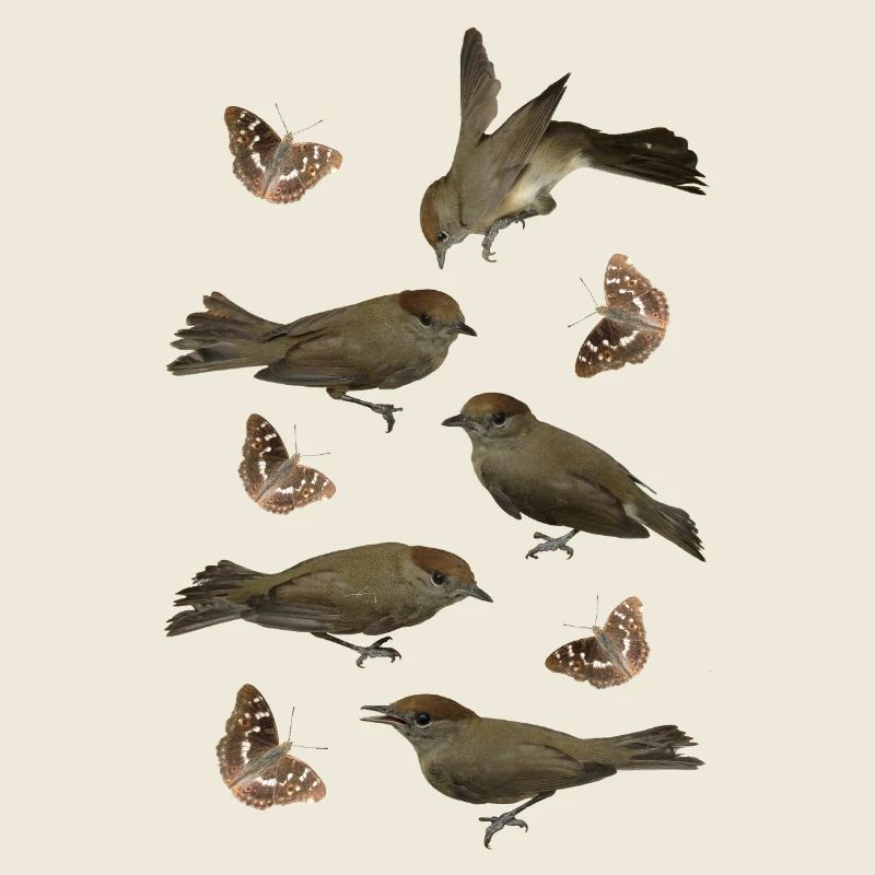 Sperlingsvogel Mönchsgrasmücke mit Schillerfalter