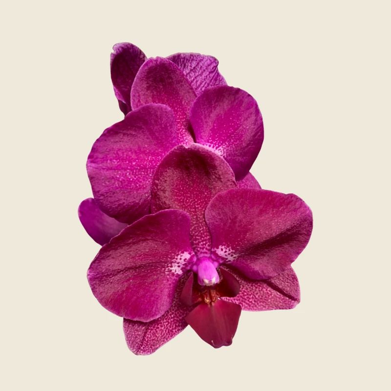 Phalaenopsis Hybride Rose Violet Fleur d’Orchidée
