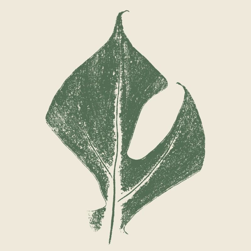 Monstrea (Rhaphidophora tetrasperma) Blatt