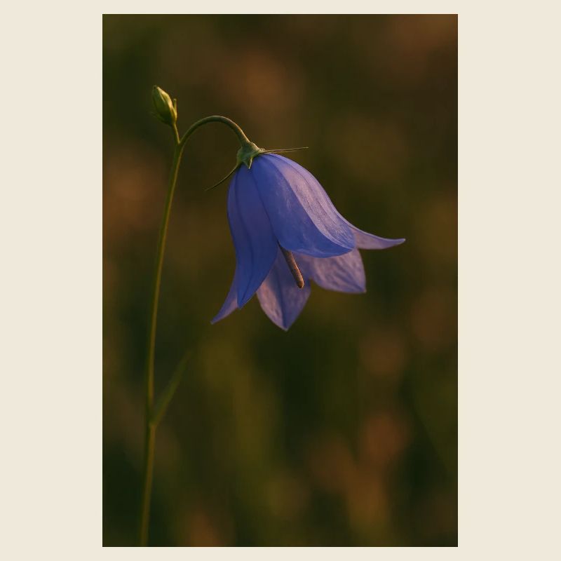 Nature - Fleurs - Jacinthes des bois