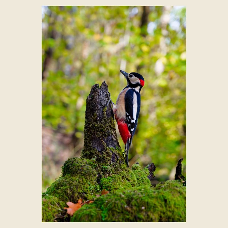 Woodpecker on Mossy Forest Stump