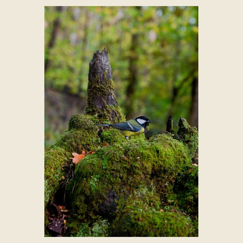 Mossy Forest Bird in Quiet Glade