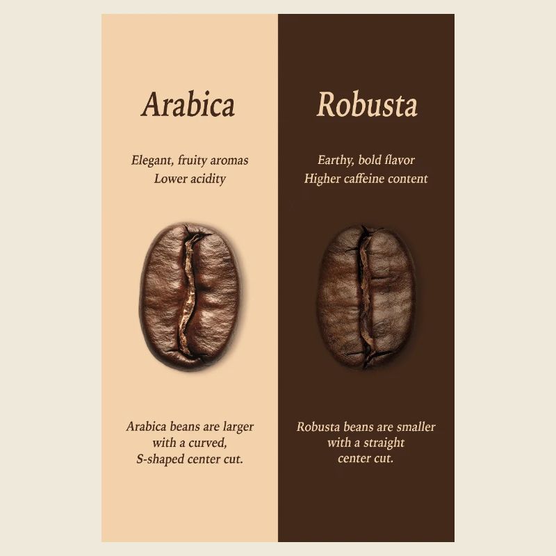 Arabica vs Robusta Coffee Guide Poster