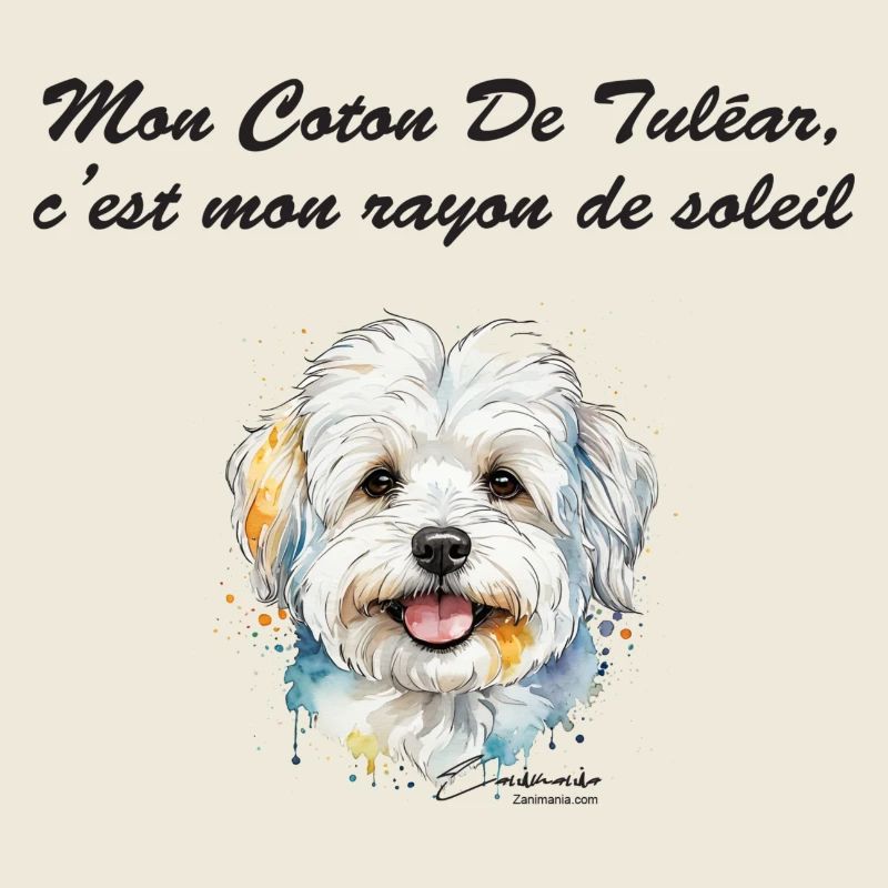 Coton de Tuléar rayon de soleil