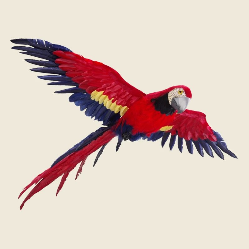 perroquet perroquet oiseau vogel1