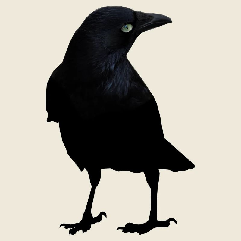 raven