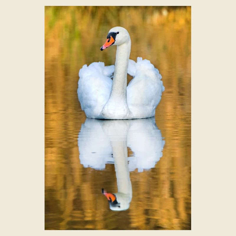 Lac des cygnes, cygne dans le lac avec image miroir