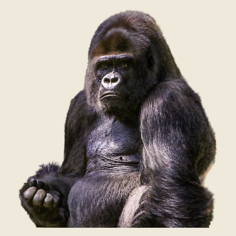 singe babouin gorille de chimpanzé orangutan239