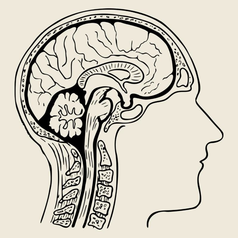 anatomie
