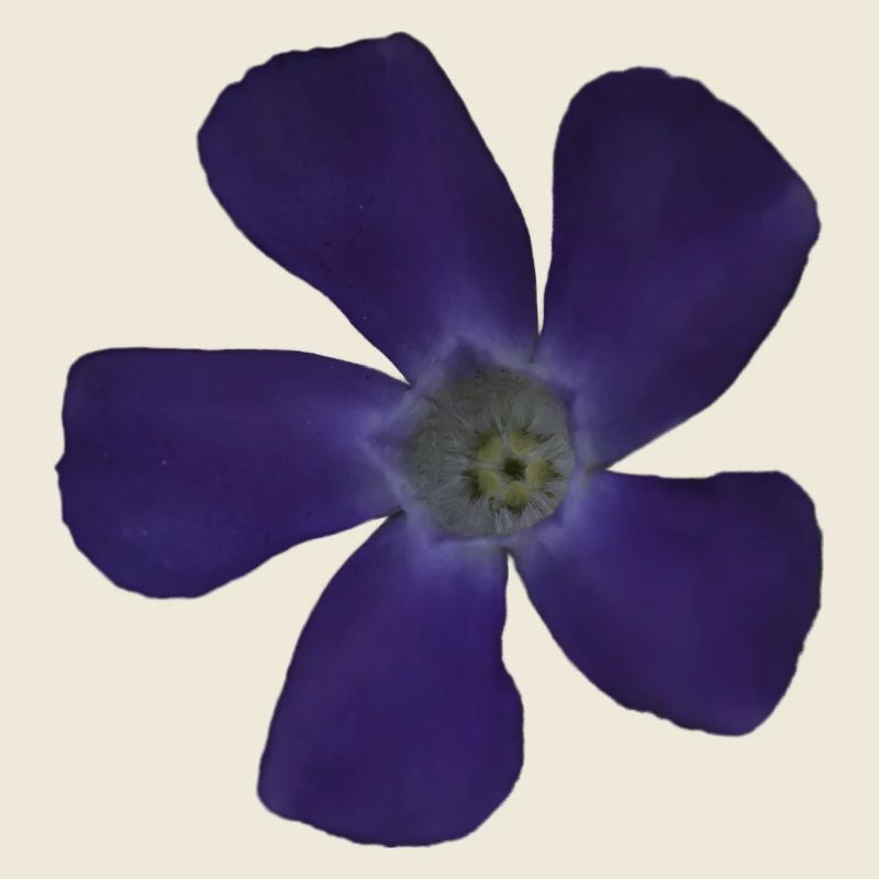 Fleur pourpre pervenche