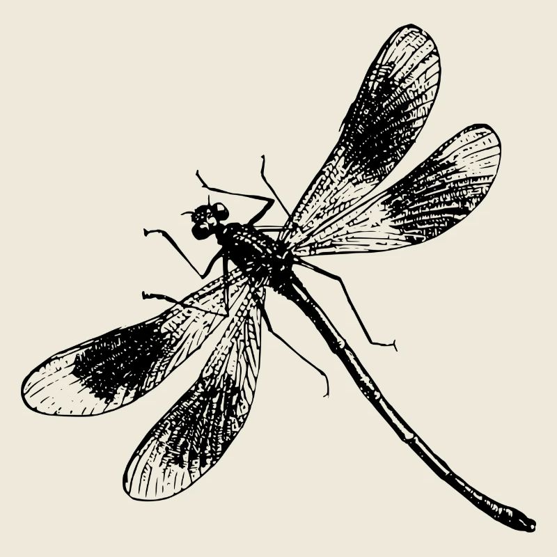 Libe 31