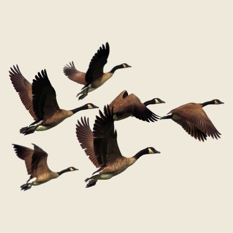 Wild geese