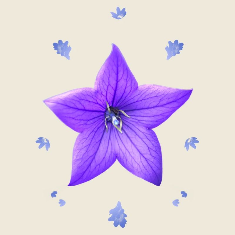Glockenblume lila Blumenmuster blaues Blume