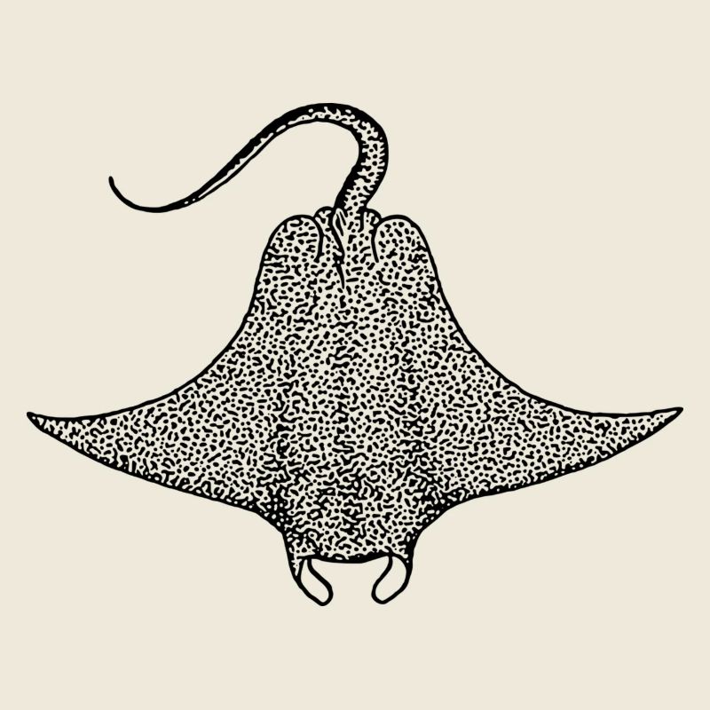 ray manta