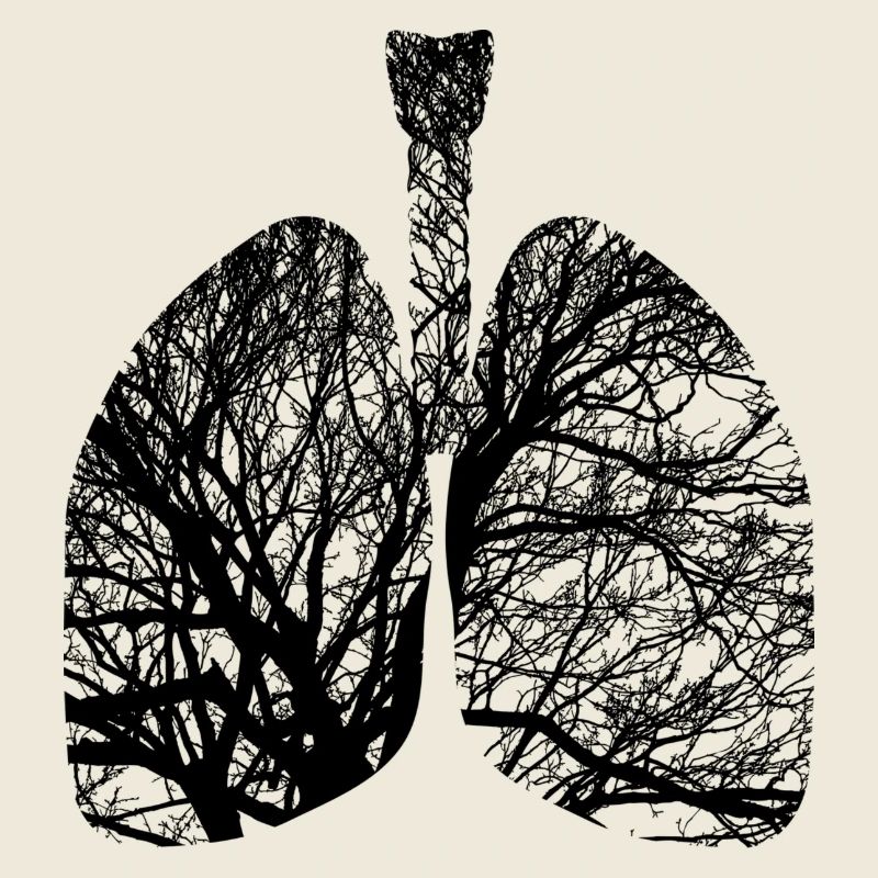 lungs