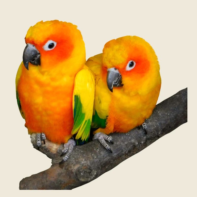 birds