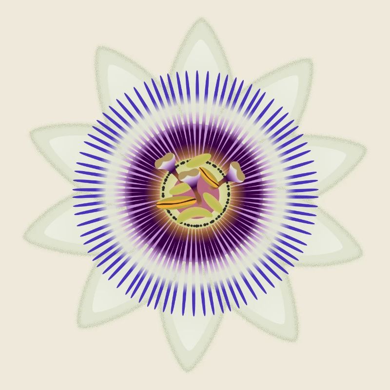 Kunstvolle Blüte einer Passionsblume