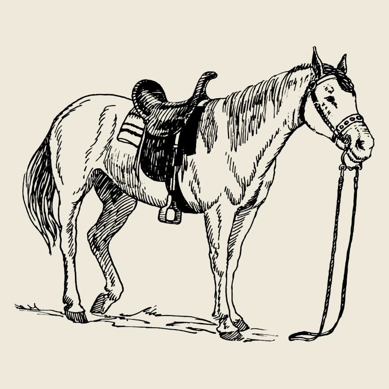 Horse, pony, mare, stallion,